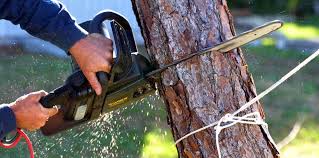 Best Tree Health Inspection  in Lake Isabella, CA