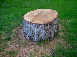 Professional Tree Care in Lake Isabella, CA