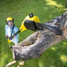 Best Sod Installation  in Lake Isabella, CA