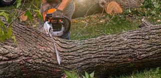 Best Tree Mulching  in Lake Isabella, CA