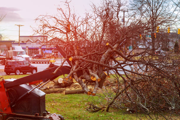Best Root Management and Removal  in Lake Isabella, CA