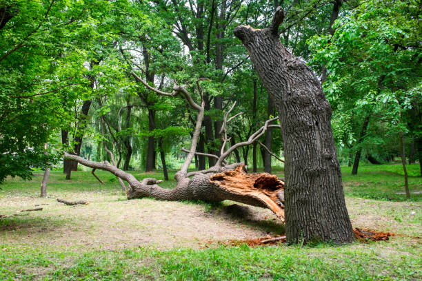 Tree and Shrub Care in Lake Isabella, CA