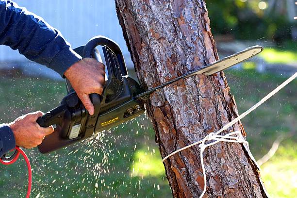 Best Grass Overseeding  in Lake Isabella, CA