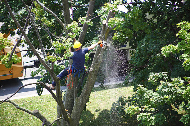 Best Leaf Removal  in Lake Isabella, CA