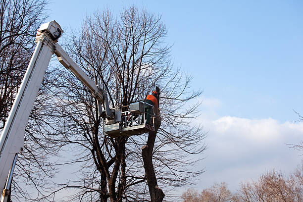 Lake Isabella, CA Tree Care Pros